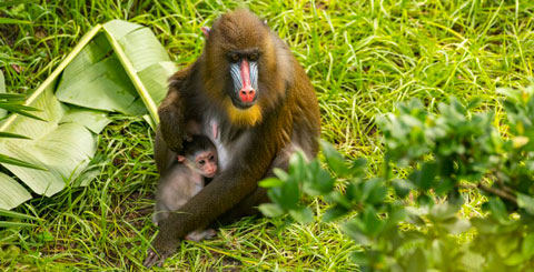 Nace bebé mandril en Animal Kingdom