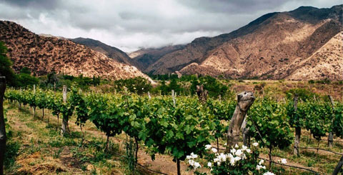 La Ruta del vino y visitas a bodegas