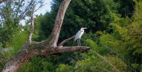 Las aves y el Delta