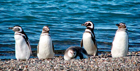 Llegan los pingüinos y vuelven los turistas