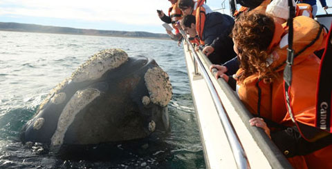 Comienza la temporada de ballenas en Puerto Madryn