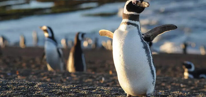 Llegaron los primeros pingüinos a las costas de Chubut