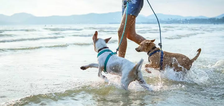 Tips para viajar con tu mascota
