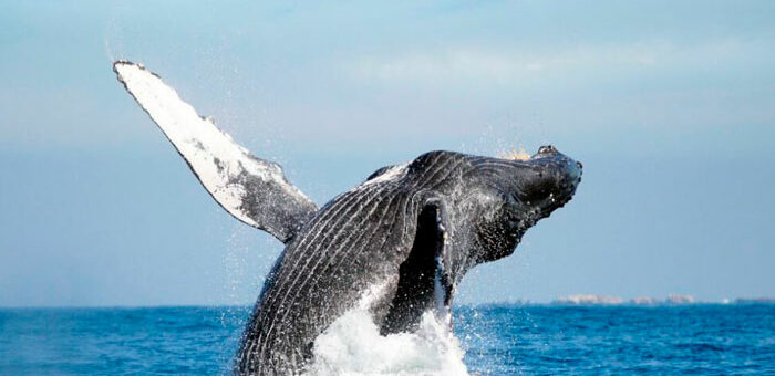 Disfruta de la temporada de ballenas en Costa Rica