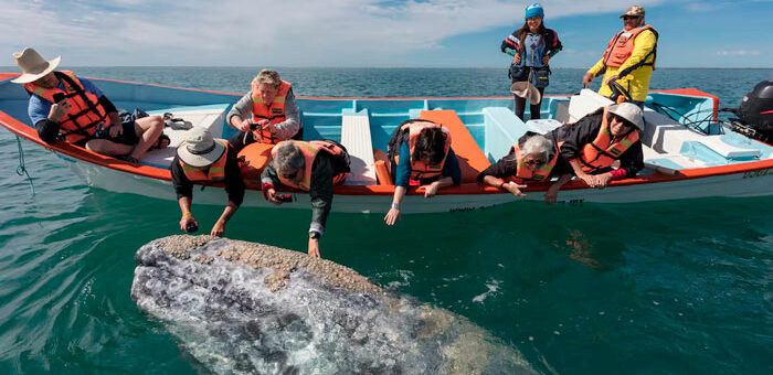 México y su temporada de ballenas en Ixtapa Zihuatanejo