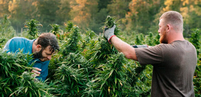 California, el destino de moda para un viaje con cannabis
