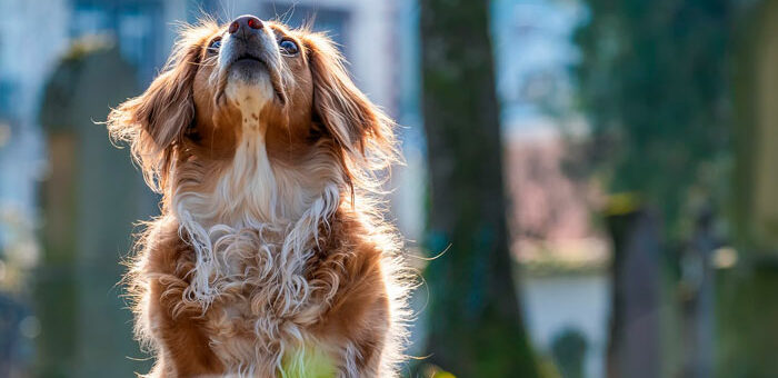 Viajes pet-friendly
