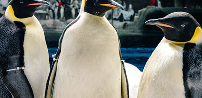 Los pingüinos emperador en SeaWorld Orlando