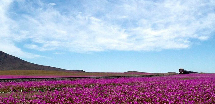 Chile y su Desierto Florido, ante el desafío del turismo responsable