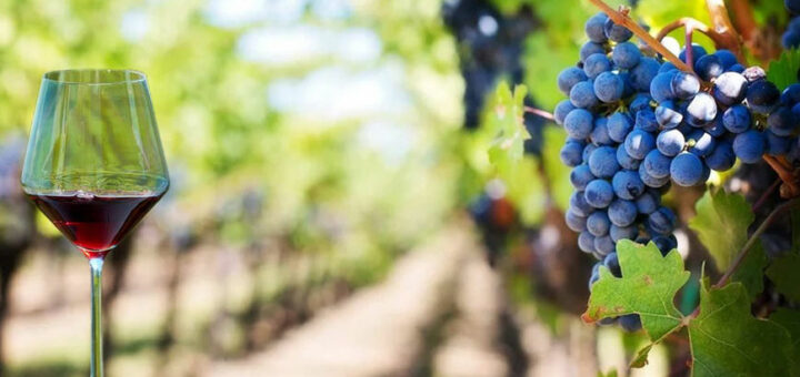 Wine Travel Awards 2026: los destinos de enoturismo que marcan tendencia