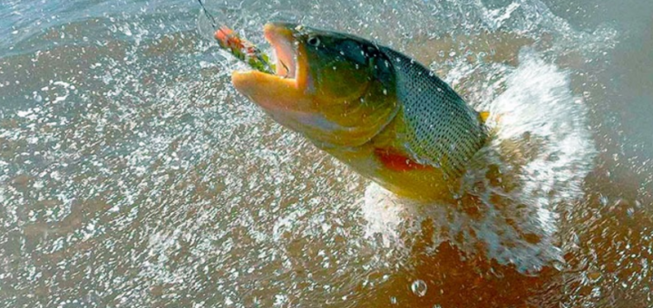 La inesperada provincia que se vuelve destino de pesca